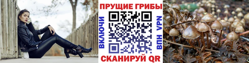 Галлюциногенные грибы ЛСД ОМГ ОМГ вход Благодарный сколько стоит